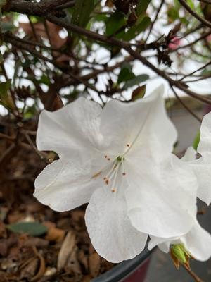 Azalea-Rhododendron Encore®Autumn Ivory®PP25046 