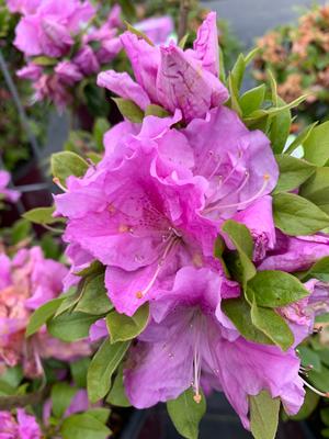 Azalea-Rhododendron Encore®Autumn Lilac™PP22762 