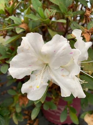 Azalea-Rhododendron Encore®Autumn Lily®PP25073 