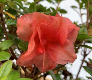 Azalea-Rhododendron Encore®Autumn Monarch™PP11640 