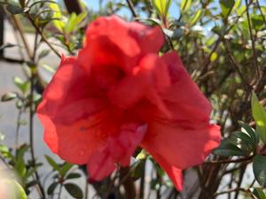 Azalea-Rhododendron Encore®Autumn Princess®PP12142 