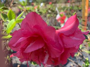 Azalea-Rhododendron Encore®Autumn Rouge®PP10438 
