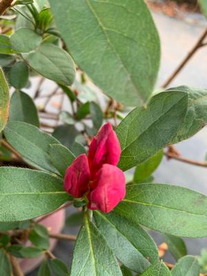Azalea-Rhododendron Encore®Autumn Sangria™ PP15077 