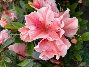 Azalea-Rhododendron Encore®Autumn Sunburst®PP25072 