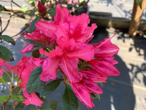Azalea-Rhododendron Encore®Autumn Sundance™PP16184 