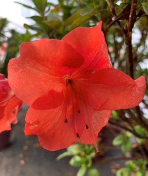 Azalea-Rhododendron Encore®Autumn Sunset™PP16248 