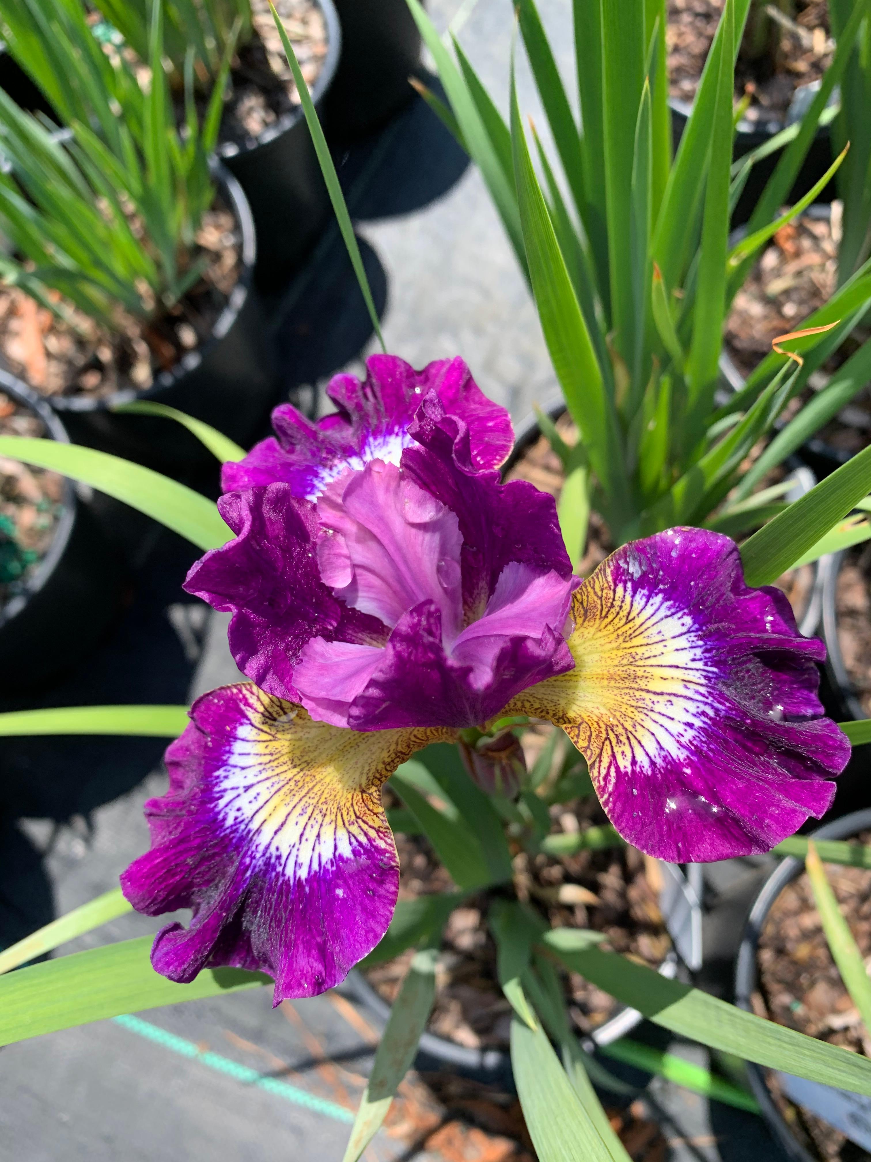 Iris sibirica Contrast in Styles