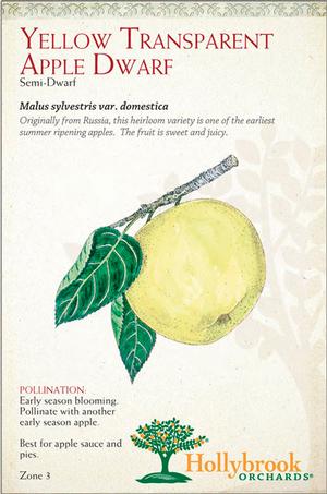 Fruit - Apple Yellow Transparent