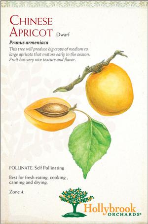 Fruit - Apricot Chinese Dwarf