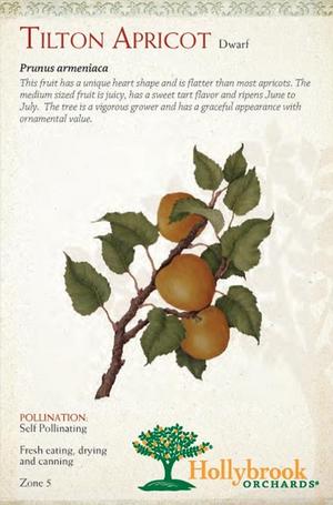 Fruit - Apricot Tilton Dwarf