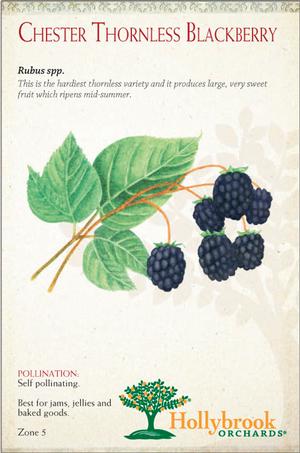 Fruit - Blackberry Chester