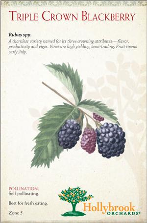 Fruit - Blackberry Triple Crown