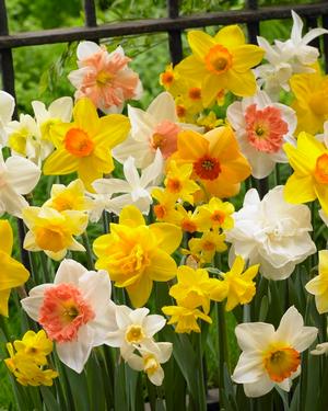 BULB - NARCISSUS SCENTED MIX 