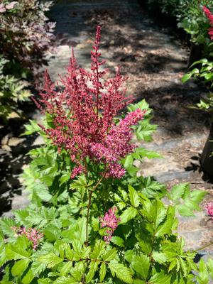 Astilbe chinensis Little Vision in Pink