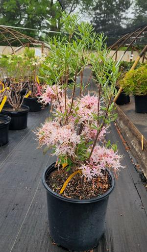 Azalea-Rhododendron canescens Deciduous Native 