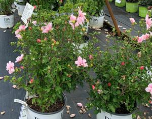 Hibiscus syriacus Pink Chiffon® (pp24336)
