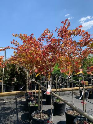 Cercis canadensis Flame Thrower® (pp31260) 