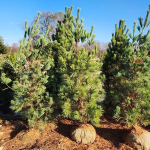 Pinus stobus Fastigiata