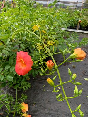 Campsis grandiflora Morning Calm