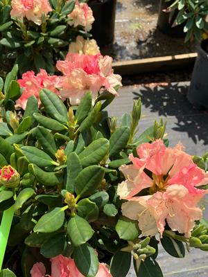 Rhododendron Rimini