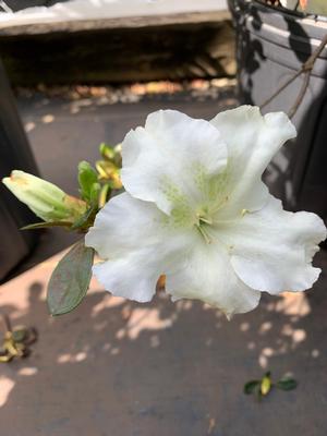 Azalea-Rhododendron Robin Hill hybrid Dorothy Hayden