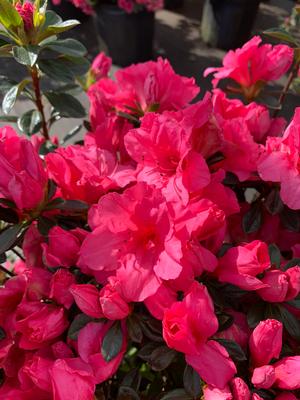 Azalea-Rhododendron Hybrid Gee Gee