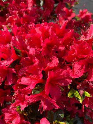 Azalea-Rhododendron Kurume hybrid Hino Crimson