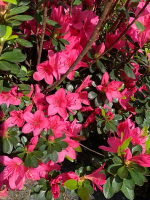 Azalea-Rhododendron Glen Dale hybrid Prudence Pink