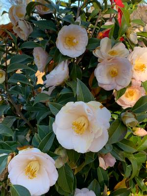 Camellia japonica Cold Hardy April Blush