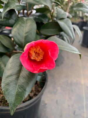 Camellia japonica Cold Hardy Spring's Promise