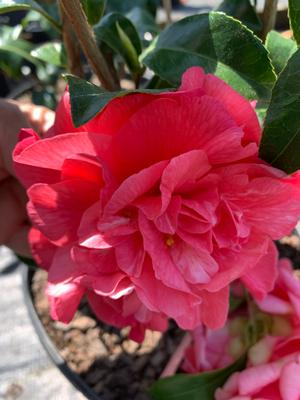 Camellia japonica Kumasaka