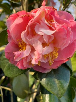 Camellia japonica Mrs Lyman Clarke