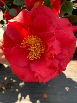 Camellia japonica Turandot