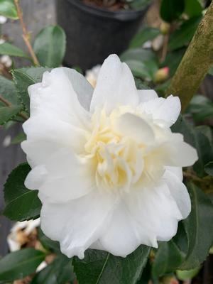 Camellia sasanqua Winter's Snowman