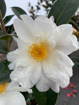 Camellia sasanqua Cold Hardy Elaine Lee