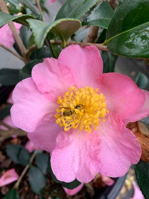 Camellia sasanqua Winter's Star