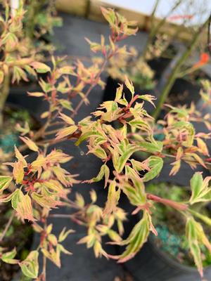 Acer palmatum Butterfly