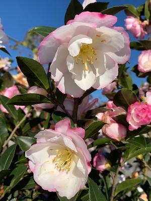 Camellia sasanqua Leslie Ann