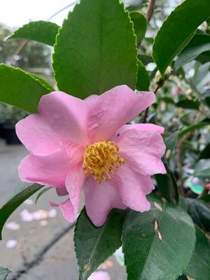 Camellia sasanqua Maidens Blush
