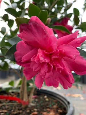 Camellia sasanqua William Lanier Hunt