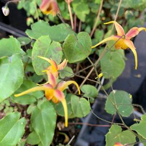 Epimedium Amber Queen