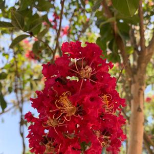 Lagerstroemia Arapaho