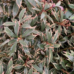 Pieris japonica Little Heath