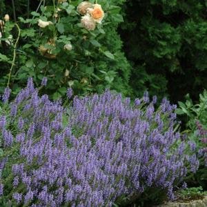 Salvia nemorosa Blue Hill