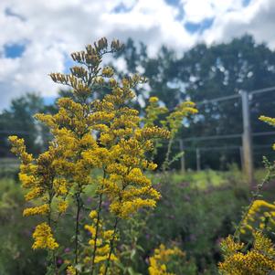 Solidago nemoralis 