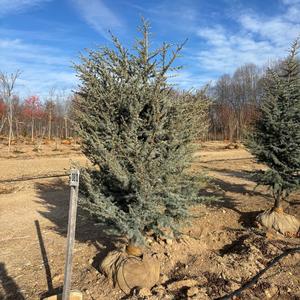 Cedrus atlantica glauca Horstmann