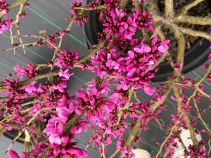 Cercis chinensis Don Egolf