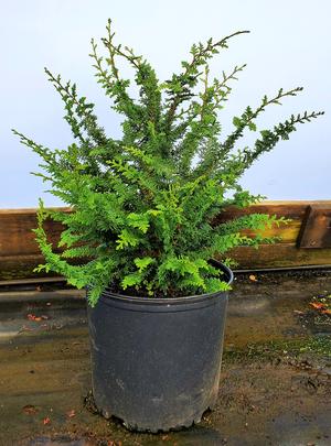 Chamaecyparis obtusa Teddy Bear