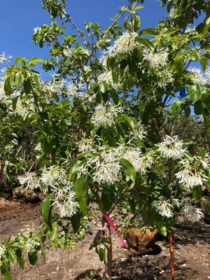 Chionanthus retusus Arnold's Pride