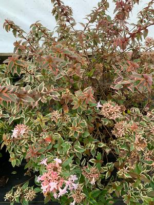 Abelia grandiflora Mardi Gras